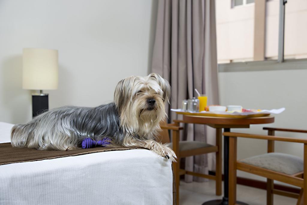 Stream Palace Hotel (Adults Only) Ribeirao Preto Exterior photo